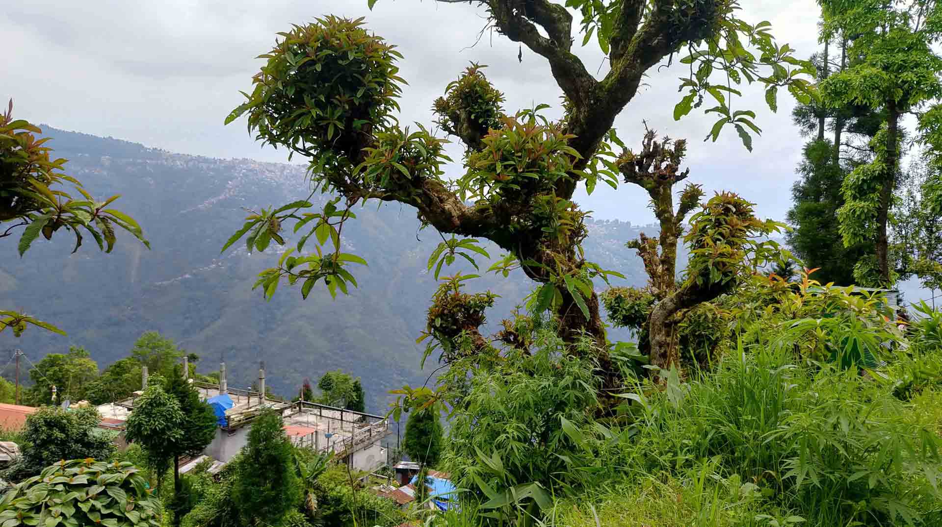 Bird Watching Zone in Dawaipani